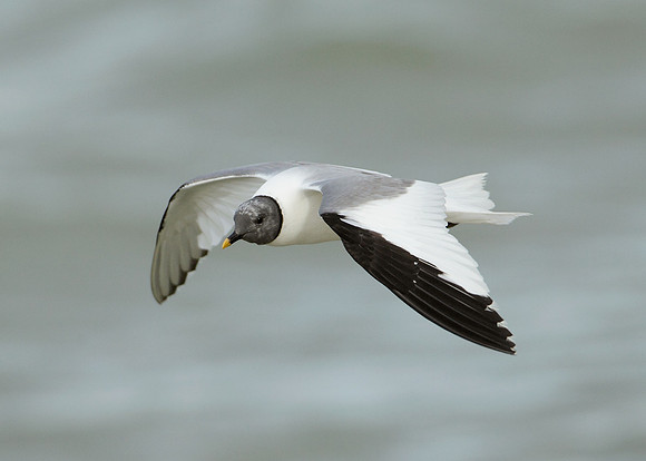 Sabine's Gull Xema sabini