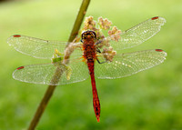 Ruddy Darter Sympetrum sanguineum