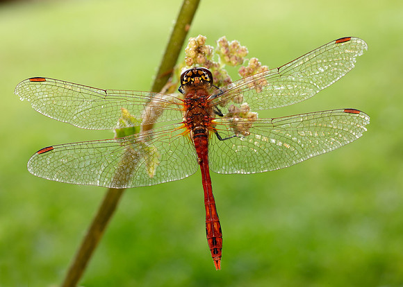 Ruddy Darter Sympetrum sanguineum
