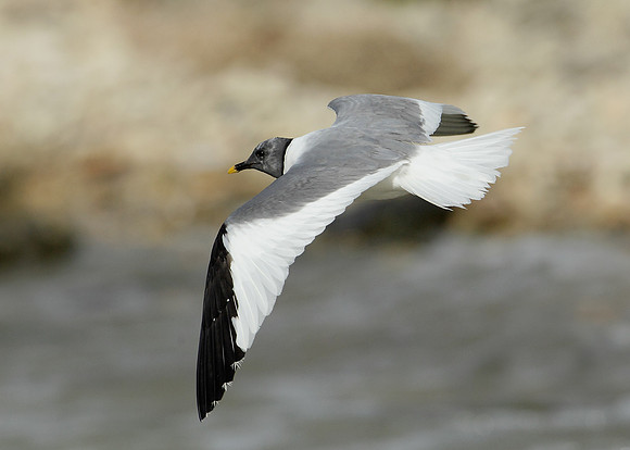 Sabine's Gull Xema sabini