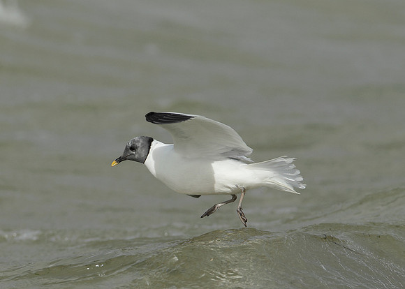 Sabine's Gull Xema sabini