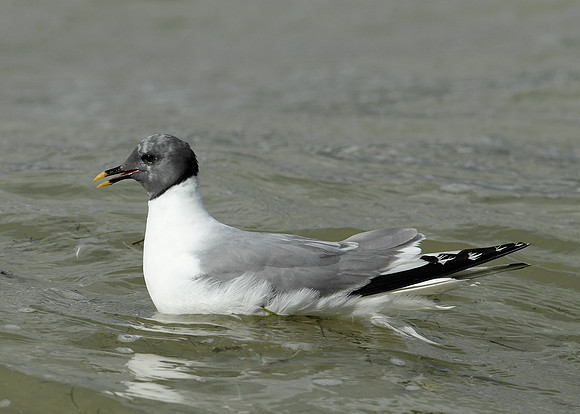 Sabine's Gull Xema sabini