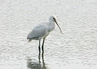 Spoonbill Platalea leucorodia