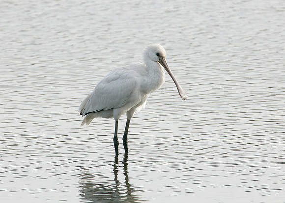 Spoonbill Platalea leucorodia