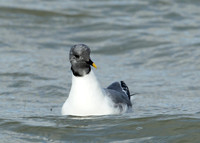 Sabine's Gull Xema sabini