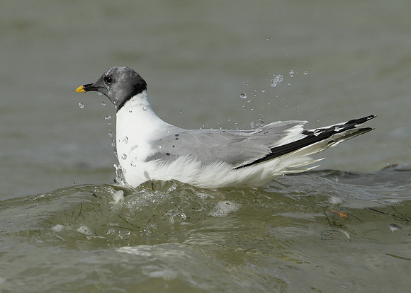 Sabine's Gull Xema sabini