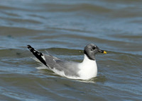 Sabine's Gull Xema sabini