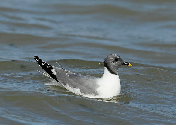 Sabine's Gull Xema sabini