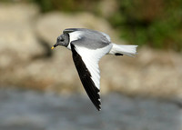 Sabine's Gull Xema sabini