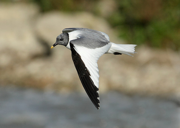 Sabine's Gull Xema sabini
