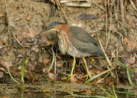 Green Heron Butorides striatus virescens