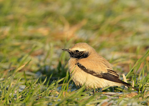 Desert Wheatear Oenanthe deserti
