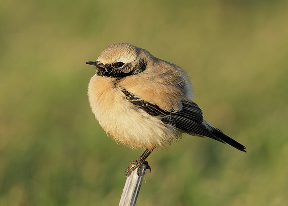 Desert Wheatear Oenanthe deserti