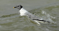 Sabine's Gull Xema sabini