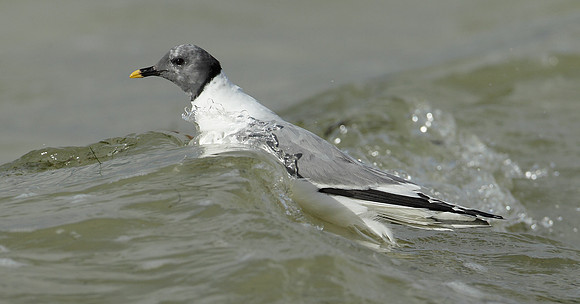 Sabine's Gull Xema sabini