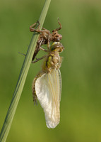 Four-spotted Chaser Libellula quadrimaculata
