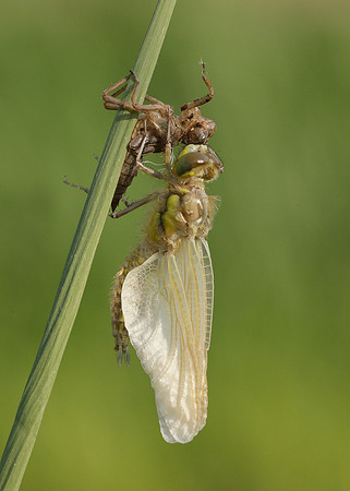 Four-spotted Chaser Libellula quadrimaculata