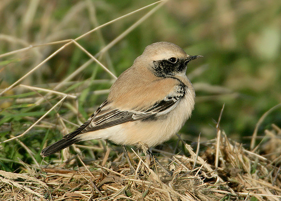 Desert Wheatear Oenanthe deserti