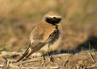 Desert Wheatear Oenanthe deserti