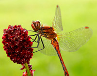 Ruddy Darter Sympetrum sanguineum