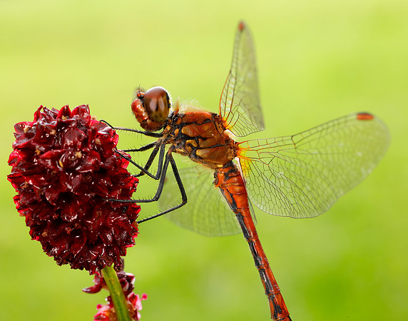 Ruddy Darter Sympetrum sanguineum
