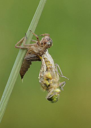 Four-spotted Chaser Libellula quadrimaculata