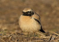 Desert Wheatear Oenanthe deserti