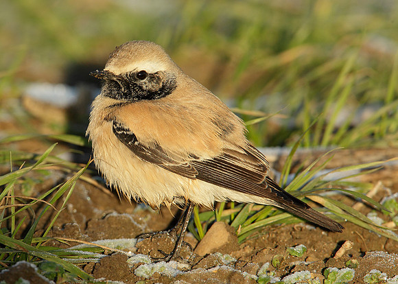 Desert Wheatear Oenanthe deserti