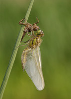 Four-spotted Chaser Libellula quadrimaculata