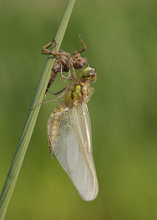 Four-spotted Chaser Libellula quadrimaculata