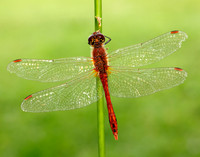 Ruddy Darter Sympetrum sanguineum