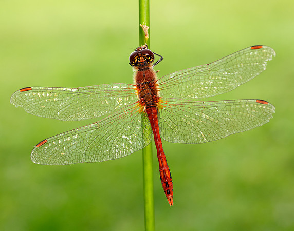 Ruddy Darter Sympetrum sanguineum