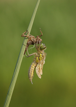 Four-spotted Chaser Libellula quadrimaculata