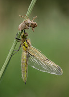 Four-spotted Chaser Libellula quadrimaculata