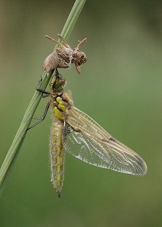 Four-spotted Chaser Libellula quadrimaculata