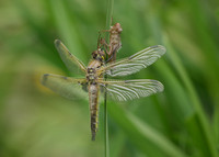 Four-spotted Chaser Libellula quadrimaculata