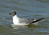Sabine's Gull Xema sabini