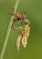 Emerging Four-spotted Chaser 2