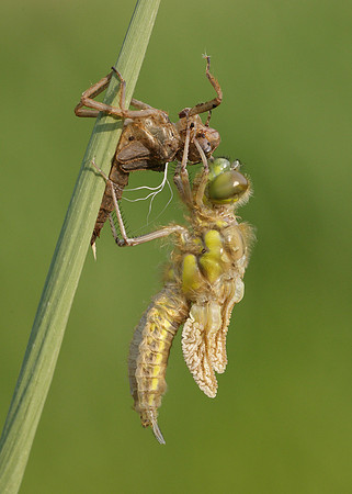 Four-spotted Chaser Libellula quadrimaculata
