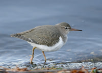 Spotted Sandpiper Tittesworth Nov 2008