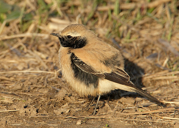 Desert Wheatear Oenanthe deserti