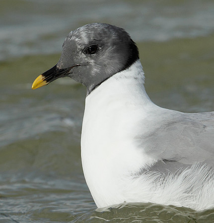 Sabine's Gull Xema sabini
