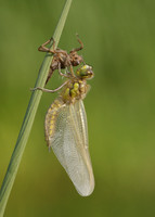 Four-spotted Chaser Libellula quadrimaculata