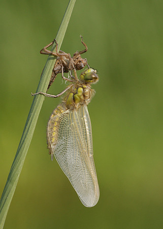 Four-spotted Chaser Libellula quadrimaculata