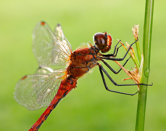 Ruddy Darter Sympetrum sanguineum