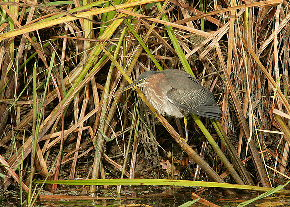 Green Heron Butorides striatus virescens