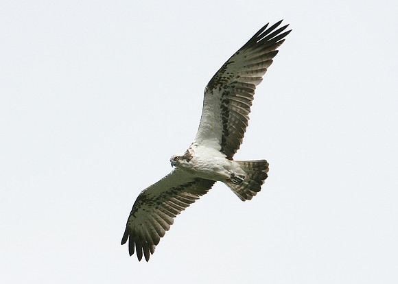 Osprey Pandion haliaetus