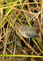 Green Heron Butorides striatus virescens