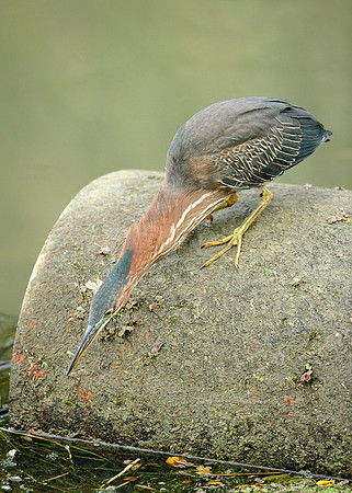 Green Heron Butorides striatus virescens