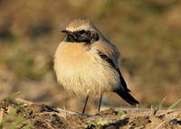 Desert Wheatear Oenanthe deserti